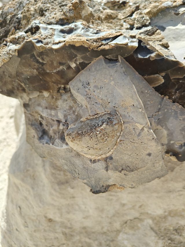 Окаменелый аммонит в породе Байсары — раковина древнего моря на сколе камня.