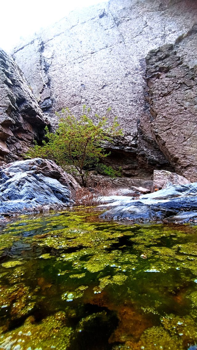 Зелёное озерцо на дне Взъерошенного каньона: водоросли покрыли камни, у скалы растёт куст.